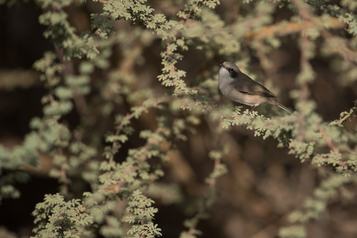 Lesser Whitethroat (halimodendri) - ML375421921