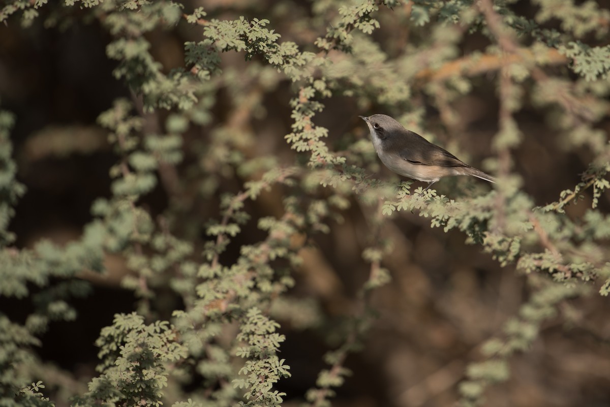 Lesser Whitethroat (halimodendri) - ML375421931