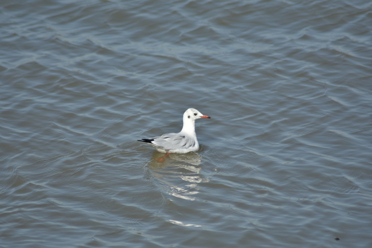 Mouette rieuse - ML375421941