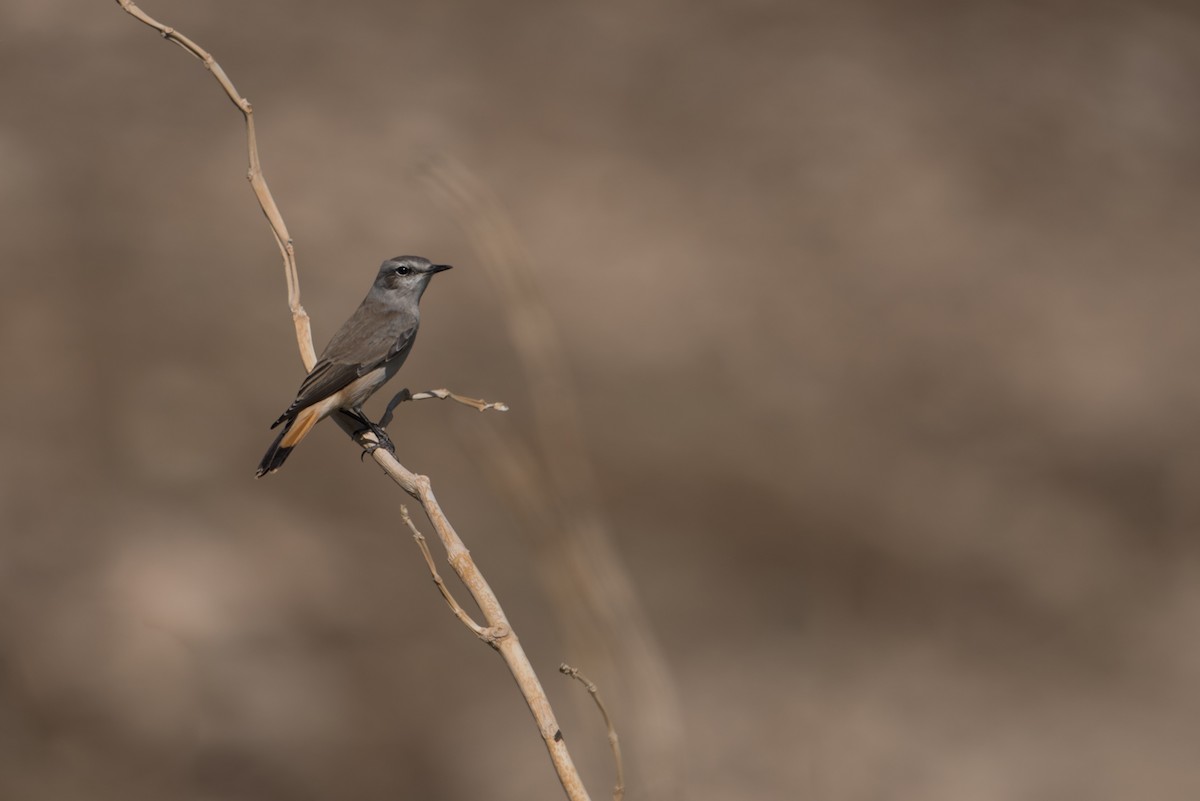 Persian Wheatear - ML375421961