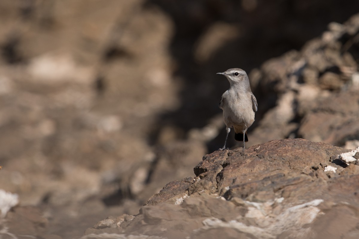 Persian Wheatear - ML375421971
