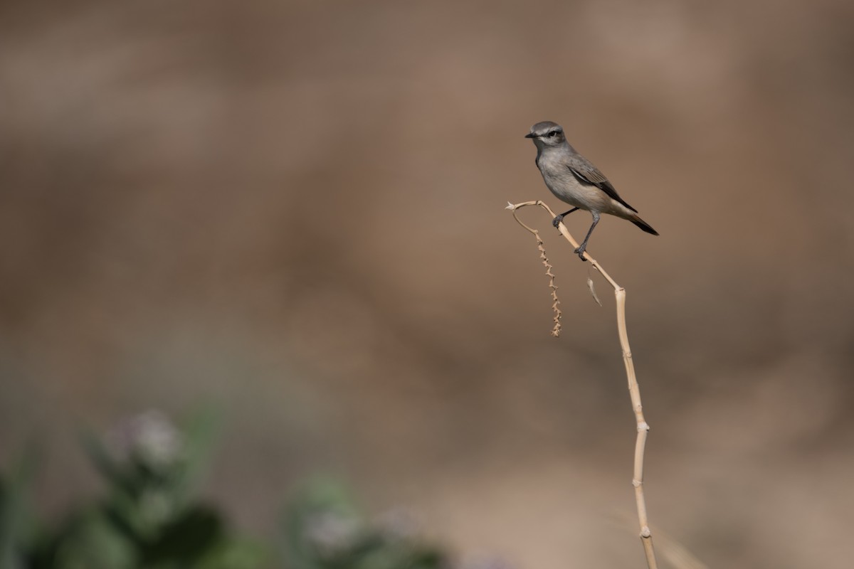 Persian Wheatear - ML375421981