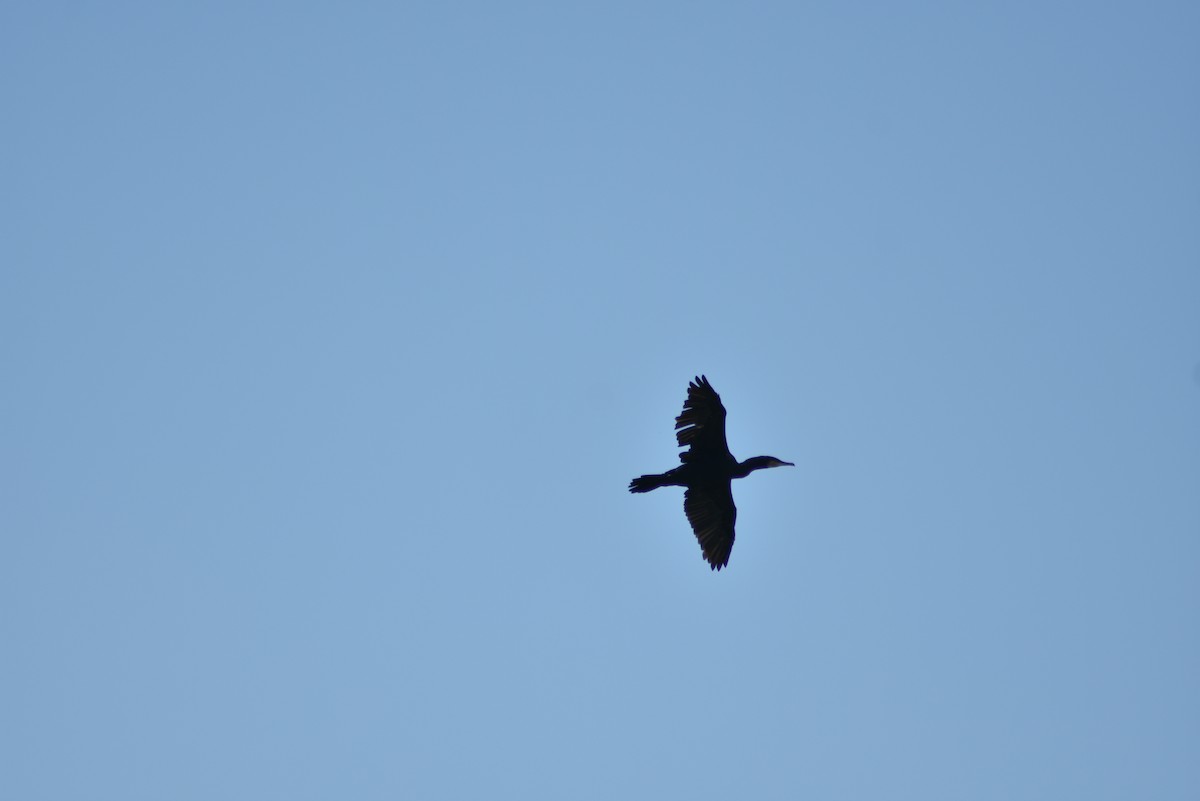 Great Cormorant - Leander Krueger