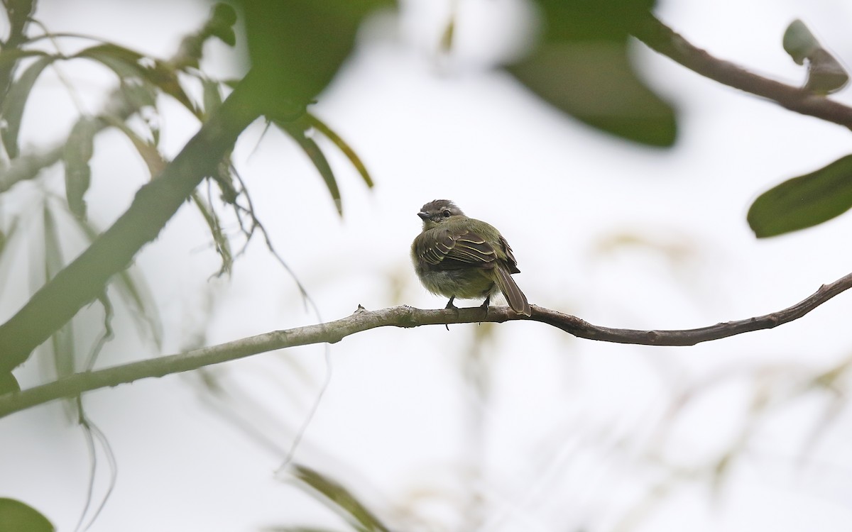 Yellow-margined Flatbill (obscuriceps) - ML375422501