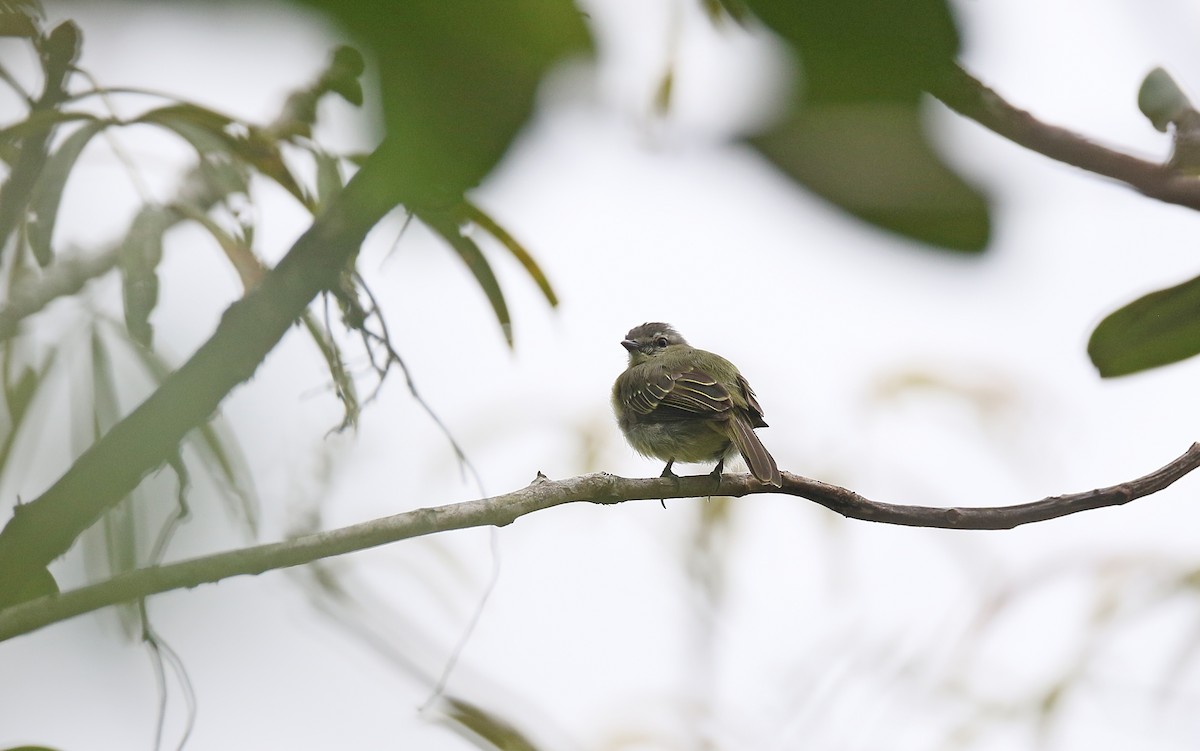 Yellow-margined Flatbill (obscuriceps) - ML375422521