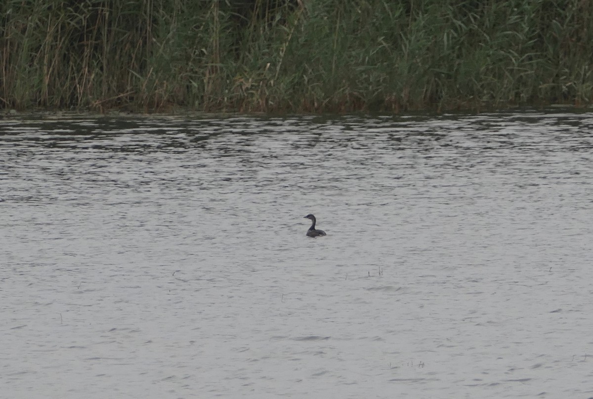 Pied-billed Grebe - ML375422551