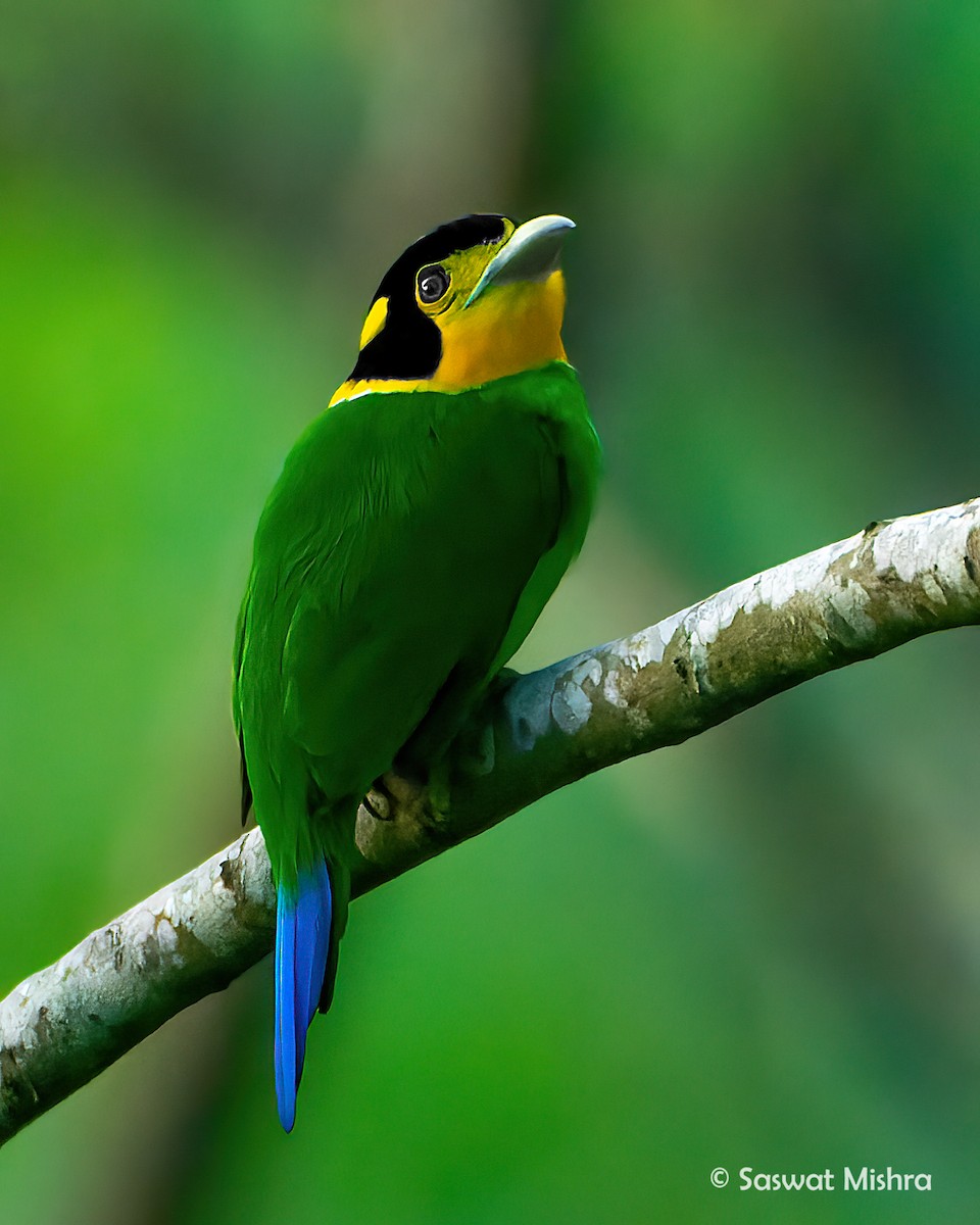 Long-tailed Broadbill - Saswat Mishra