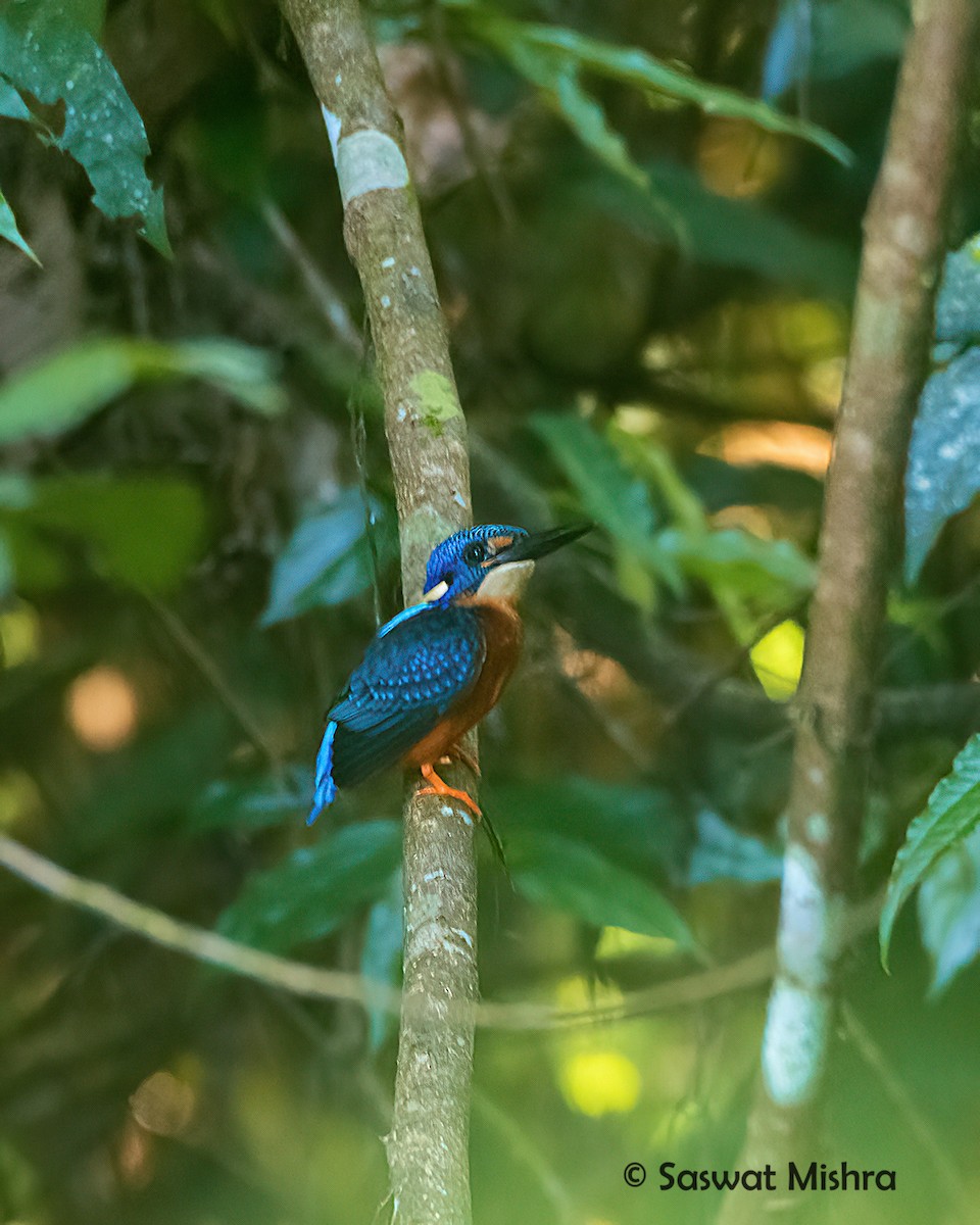 Blue-eared Kingfisher - ML375424341
