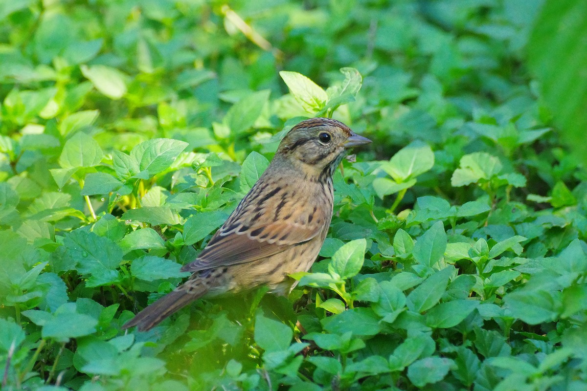 Lincoln's Sparrow - Don Pope