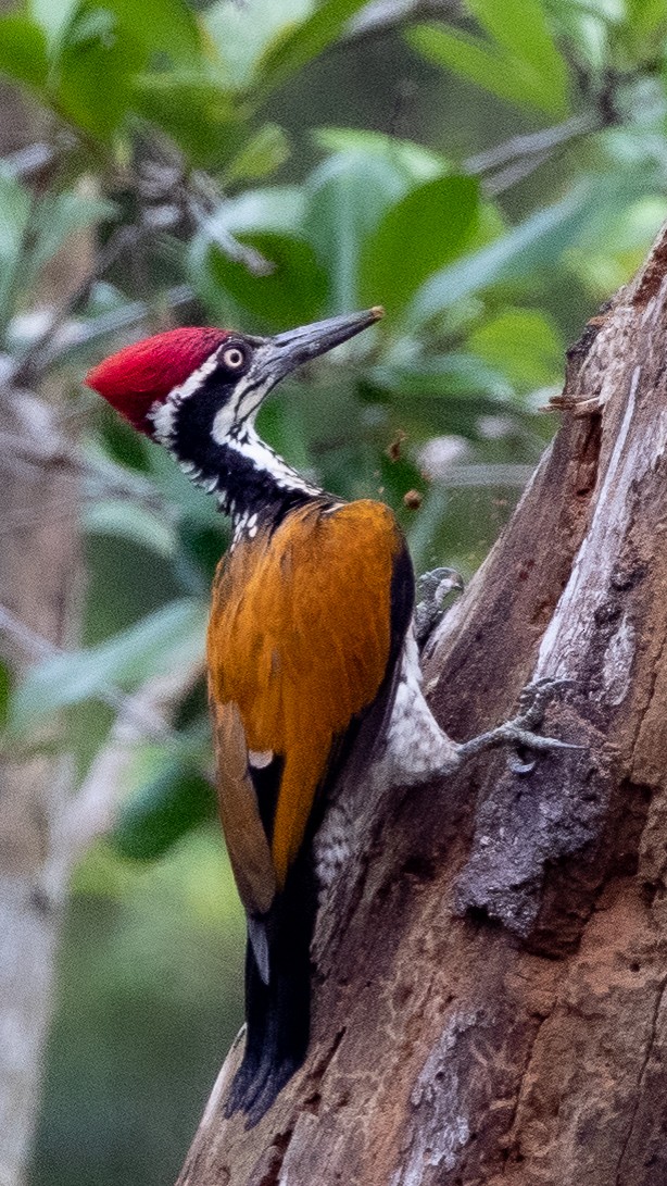 Greater Flameback - Charmain Ang