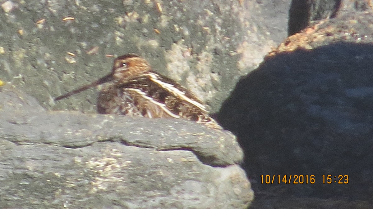 Wilson's Snipe - ML37542621