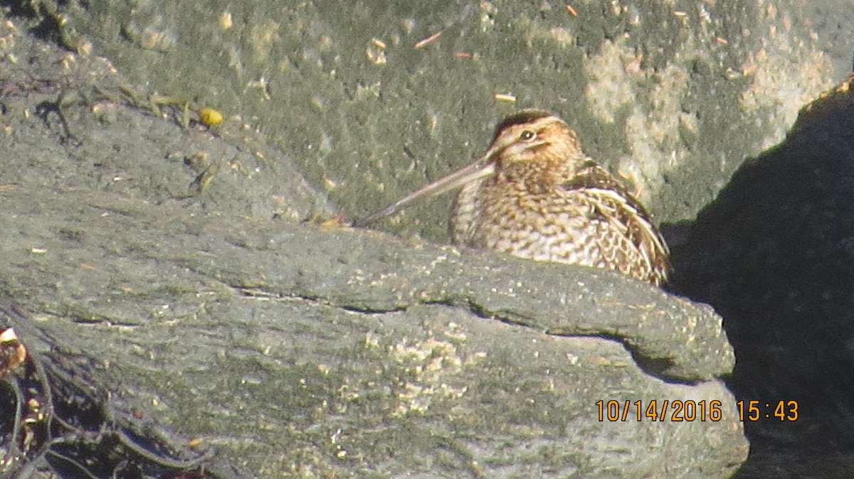 Wilson's Snipe - ML37542641