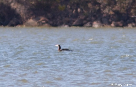 Brown Booby - ML37542771