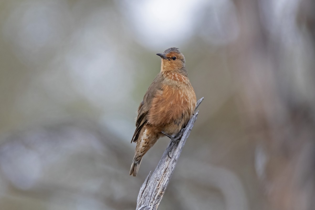 Rufous Treecreeper - Andreas Heikaus