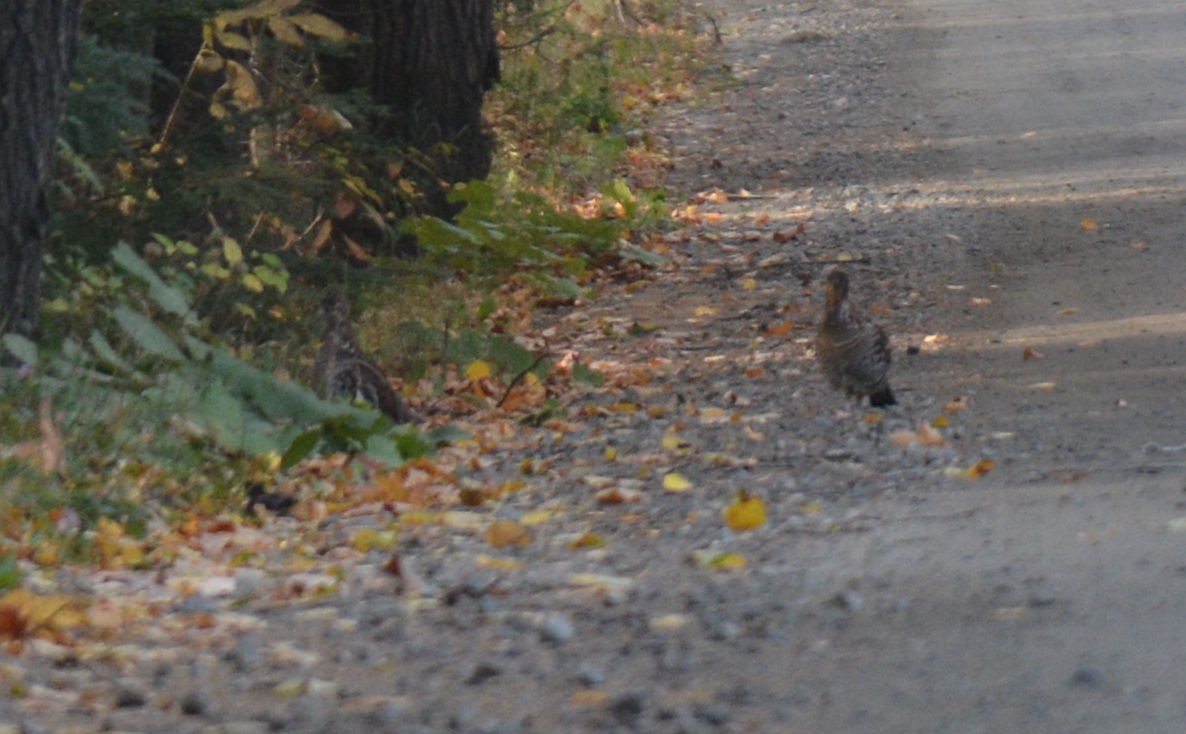 Ruffed Grouse - ML37543141