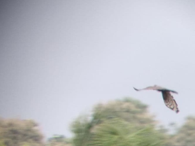 Oriental Honey-buzzard - Karthik Thrikkadeeri