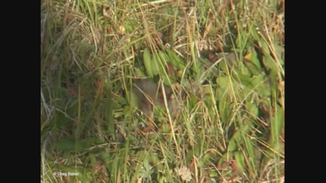 Dark-eyed Junco (Pink-sided) - ML375432141