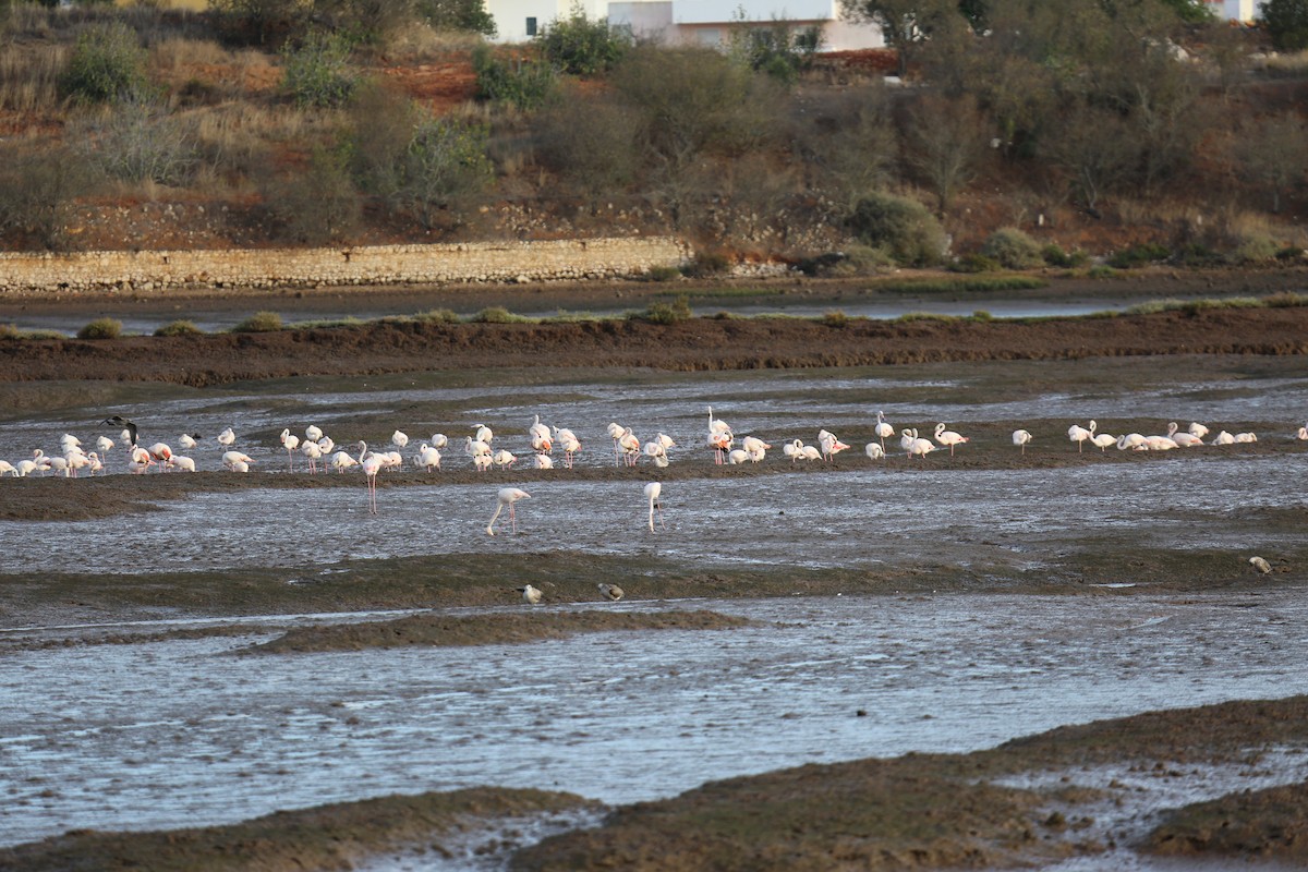 Greater Flamingo - ML375434921