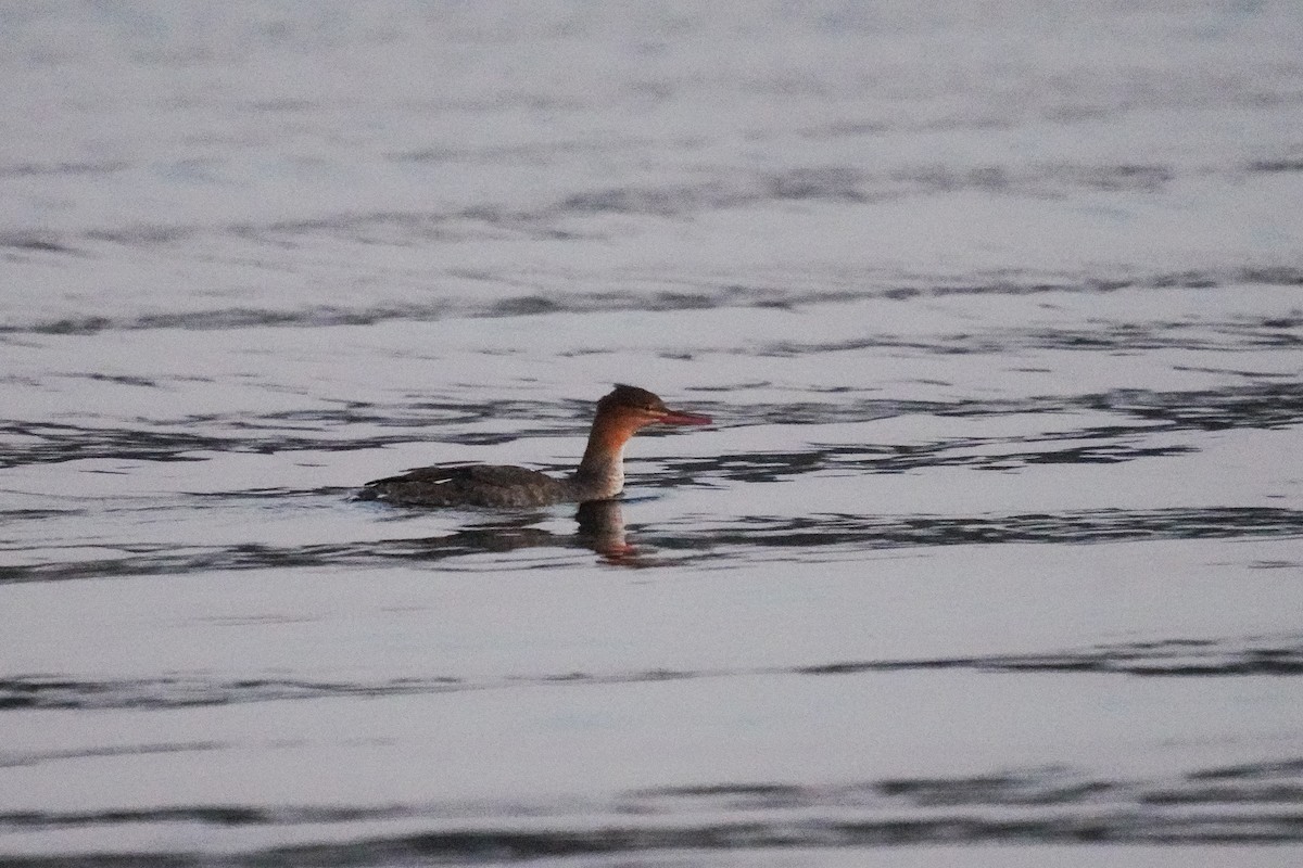 Red-breasted Merganser - ML375435041