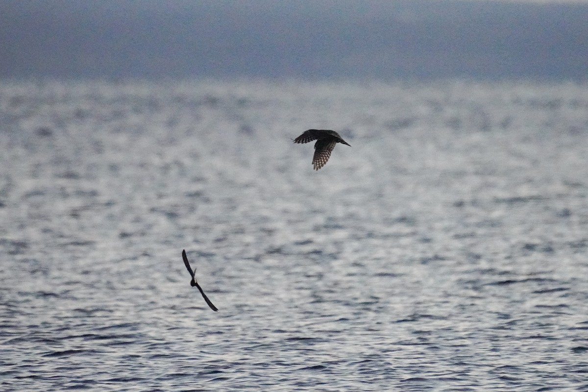 Leach's Storm-Petrel - ML375435081