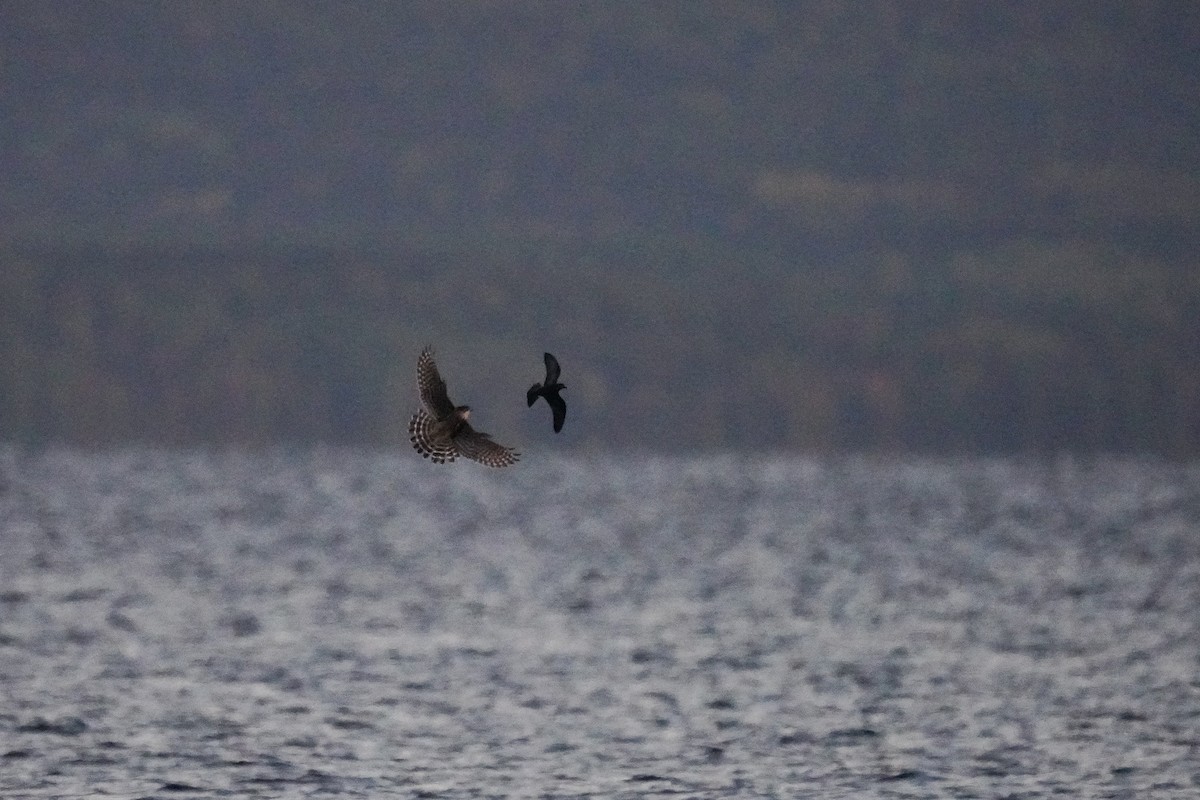 Leach's Storm-Petrel - ML375435121