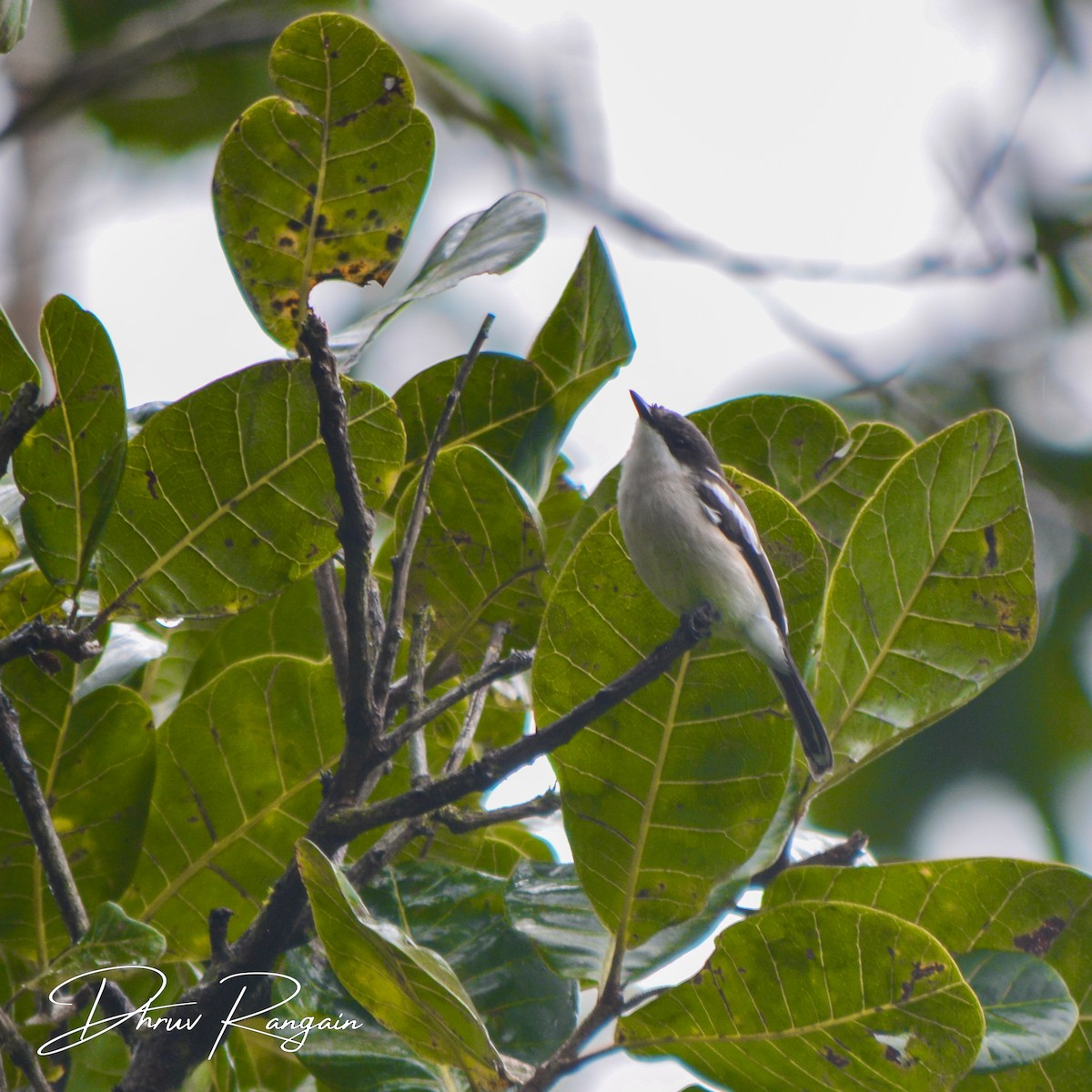 Bar-winged Flycatcher-shrike - ML375435191