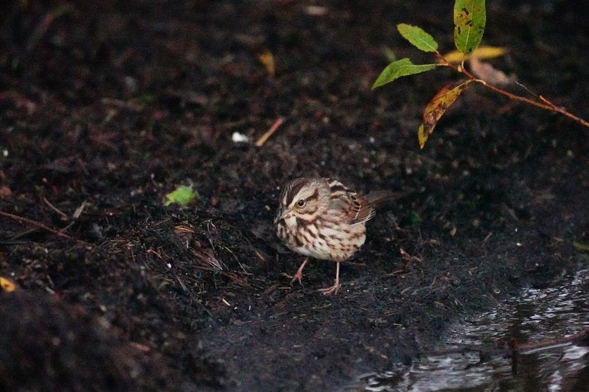 Song Sparrow - ML375435281