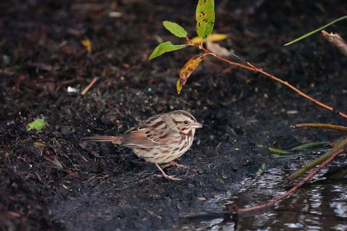 Song Sparrow - ML375435291