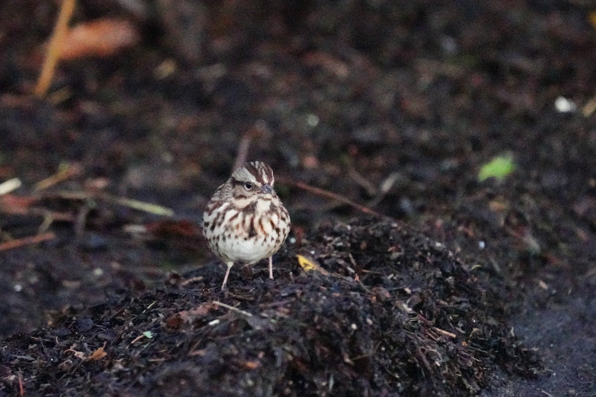 Song Sparrow - ML375435311