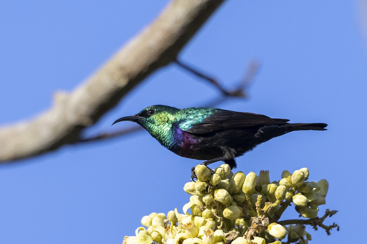 Purple-banded Sunbird - Niall D Perrins