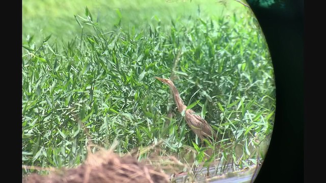 Pinnated Bittern - ML375440911