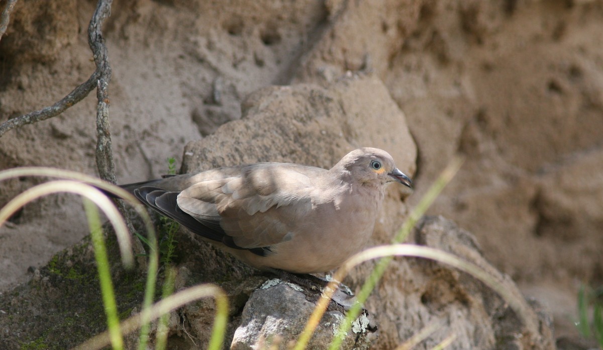 Black-winged Ground Dove - Markus Deutsch