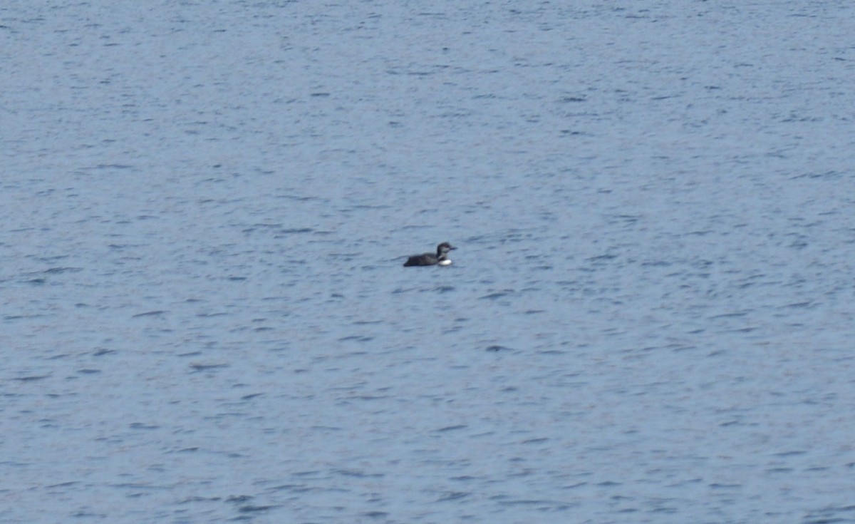 Common Loon - ML37544761