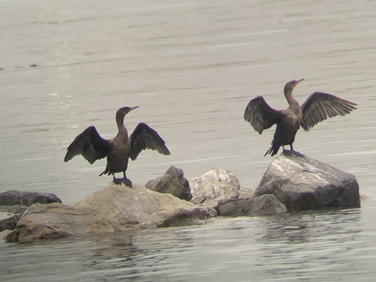 Double-crested Cormorant - ML375447771