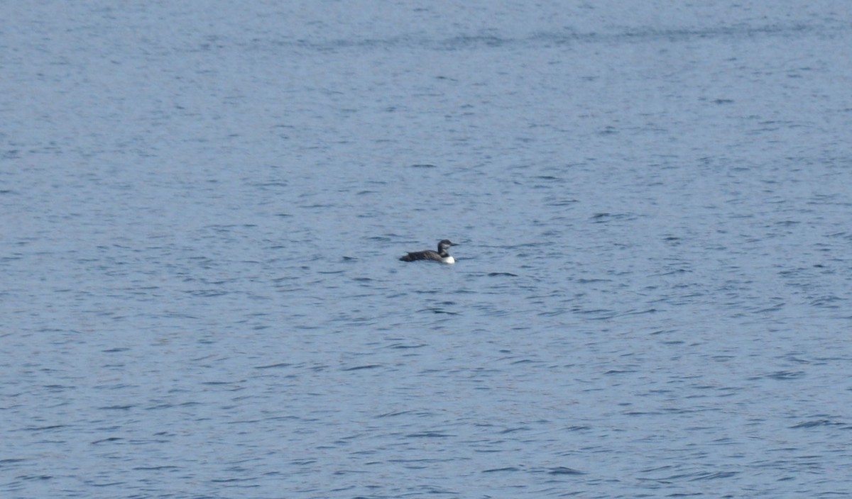 Common Loon - ML37544781