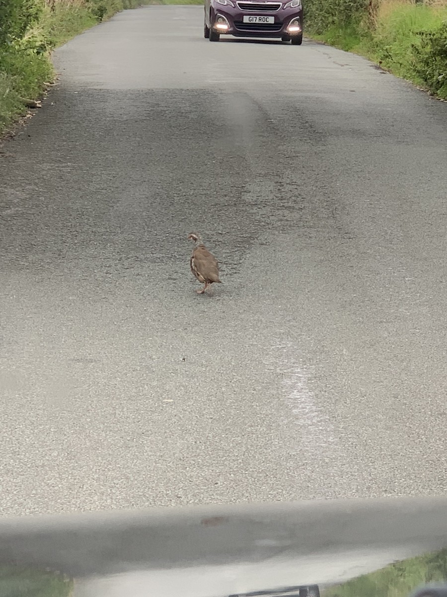 Red-legged Partridge - ML375447951