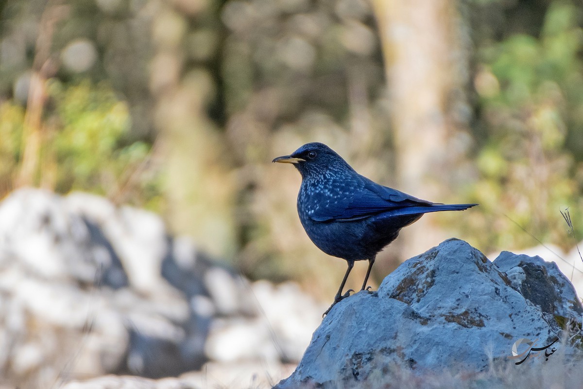 Blue Whistling-Thrush - ML375448661