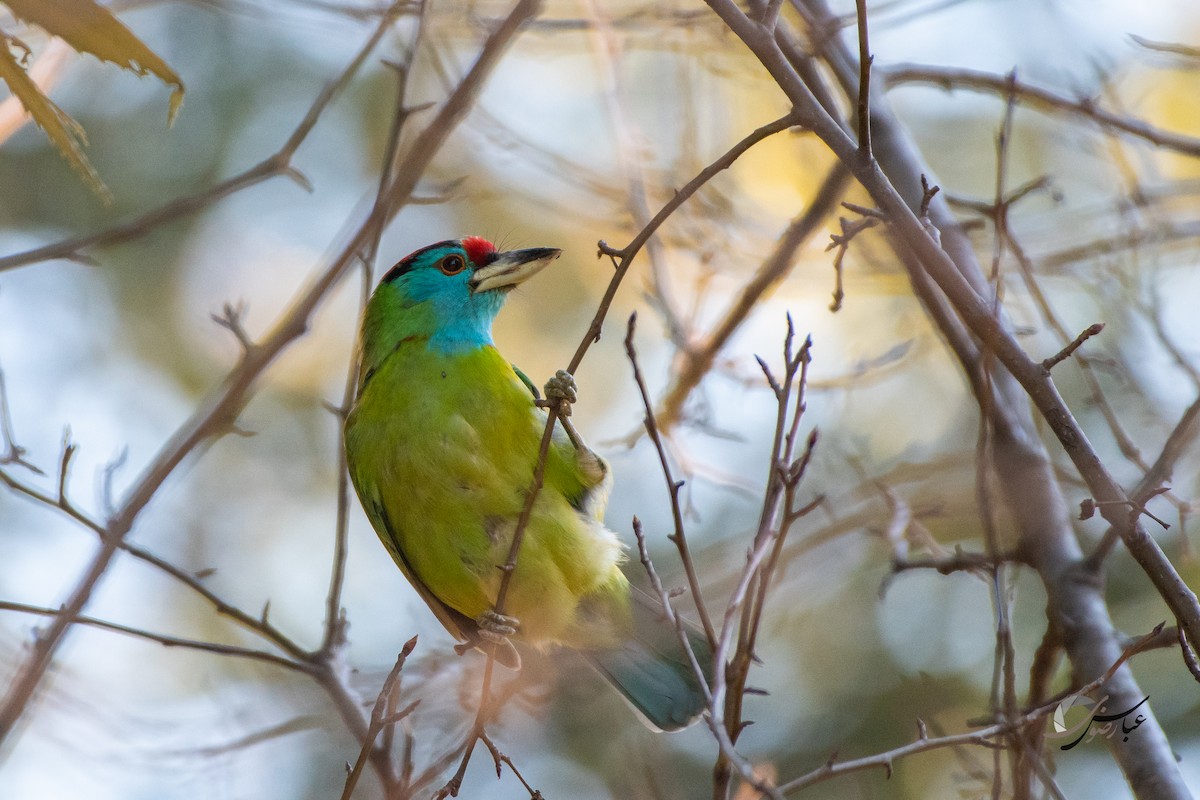 Blauwangen-Bartvogel - ML375448711