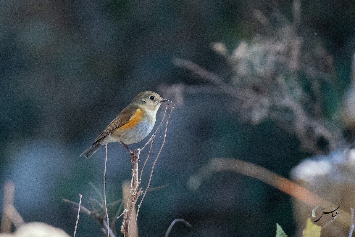 Himalayan Bluetail - ML375449011