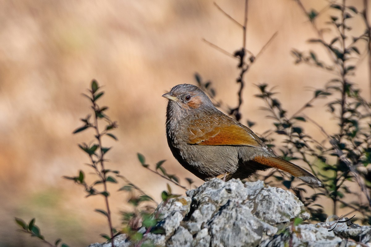 Streaked Laughingthrush - ML375449071