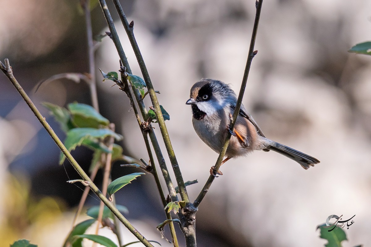 White-cheeked Tit - ML375449101