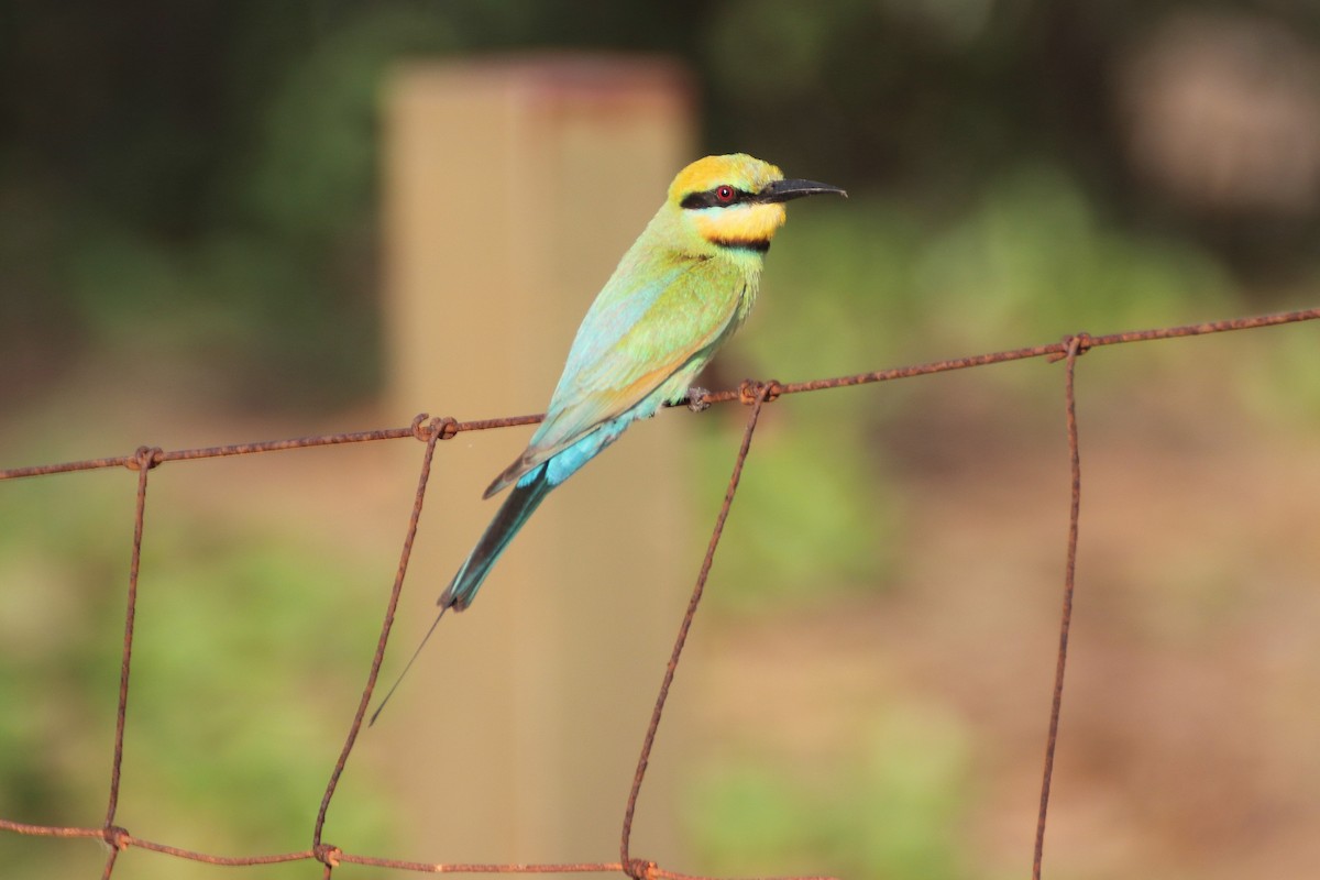 Rainbow Bee-eater - ML375449661