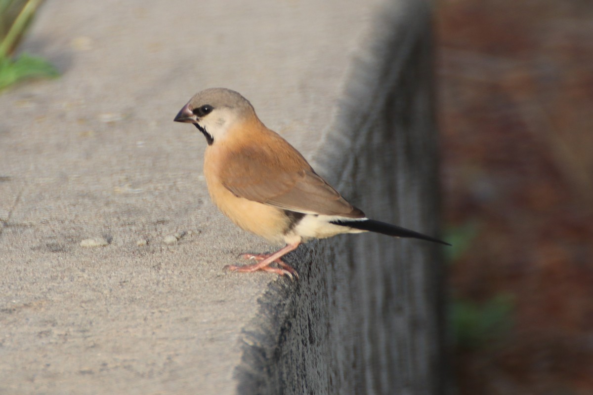 Long-tailed Finch - ML375450701