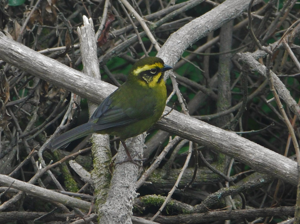 Yellow-striped Brushfinch - Nicolás Bejarano