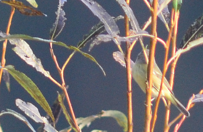 Orange-crowned Warbler - ML37545241