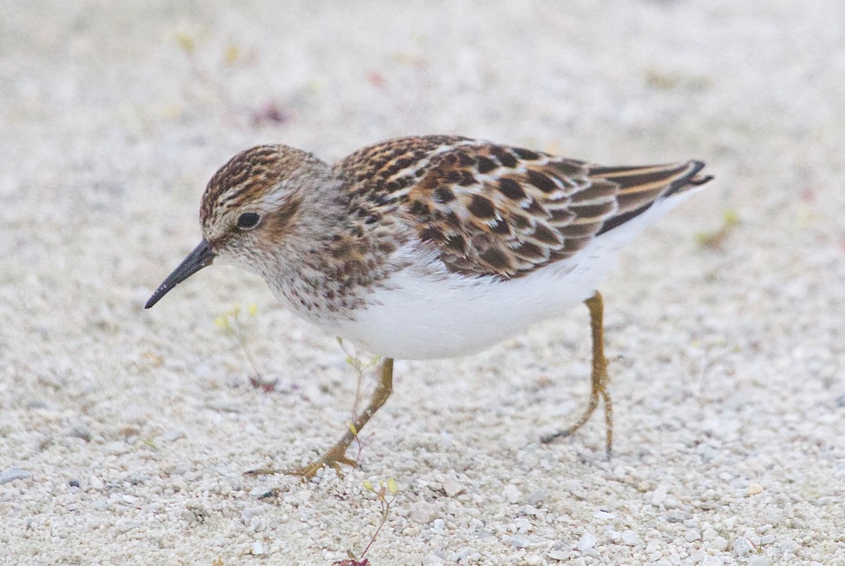 Least Sandpiper - Karl Overman