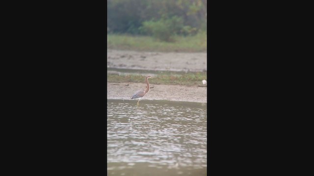 Tricolored Heron - ML375452871