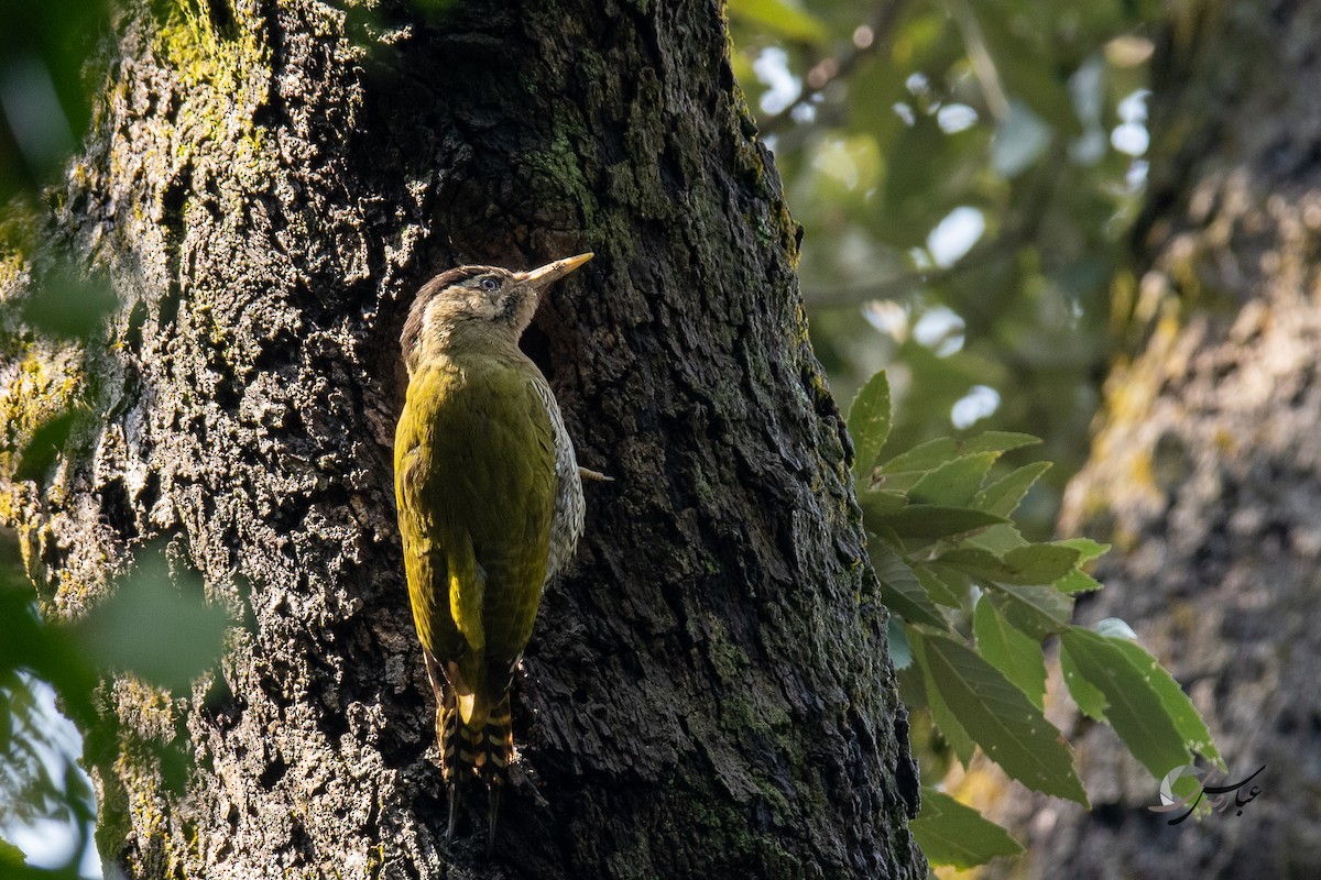 Scaly-bellied Woodpecker - ML375453551