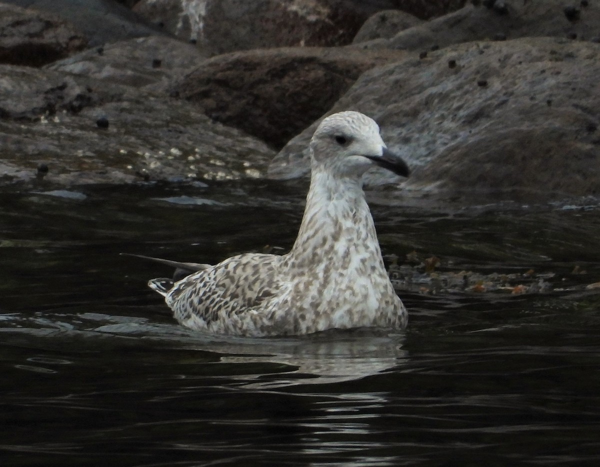 Herring Gull - ML375453571