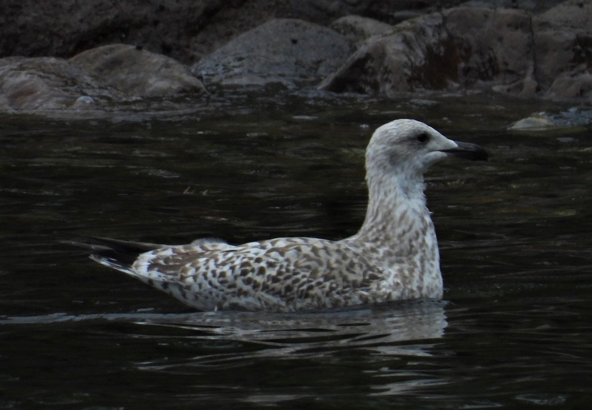 Herring Gull - ML375453581